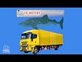 THE MEGALODON | Educational Videos for Children