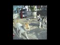 🙀🐈 Funny Dog And Cat Videos 😂😸 Funny Animal Videos # 25