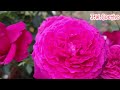 Rose garden June 2024 (#kordesrosen, #tantau, #davidaustinroses)