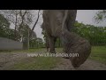 Elephant safari adventure at Manas national park