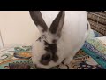 Bunny 🐰eating organic 🥕 ASMR