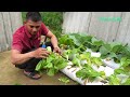 Gardening from old sacks, harvesting green vegetables after 30 days of planting