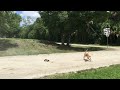 Dog ATTACKS Rc car! (DESTRUCTIVE)