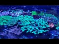Innovate Marine IM Lagoon 25 Gallon Nano Reef Tank Front View