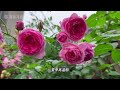 大游行 Parade，新手花友必选的藤本月季之一 #rose #review #rosa #月季 #parade