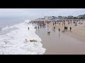 Hundreds of Golden Retrievers at Dewey Beach - The Golden Jubilee Spring 2019