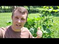 Growing GIGANTIC SQUASH Trombetta di Albenga - Climbing Squash-Zucchini trombetta AKA Tromboncino