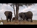 A Sustainable Elephant Herd Needs a Sustainable Home