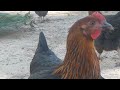 هل شكرت الدجاجة يوما .. ام فقط تقلي بيضتها جاهزة 🥰😍🐔🐓