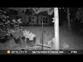 Raccoon clawing and eating the deer block