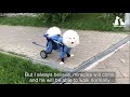 The puppy with a birth defect crying by the trash can and heartwarming ending