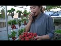 Turn Plastic Bottles Into A 3 Story Hanging Garden Filled With Delicious Strawberries