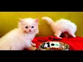 kittens for sale/persian cats\kittens.