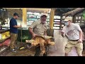 OH SNAP!!😳 GIANT ALLIGATOR SNAPPING TURTLE!!