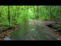 New York City - 4K Rain Walk - Immerse Yourself at Inwood Hill Park on the Blue Trail