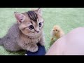 Kitten Kiki greets a tiny chicks for the first time