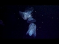 JELLYFISH WITH COLORFUL OTHER-WORLDLY ALIEN LIGHT SHOW