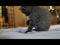 Cute Kittens Playing  A Short Compilation of Kittens Being Silly