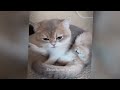 Funniest Cats And Dogs Videos 2024😻You Laugh You Lose 🐶