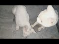 Cute Babli Cat with BaBlo cat || waao village animal bili