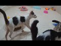 You Laugh You Lose 🐱🐤😹 Funniest Dogs and Cats 2024 😸 Cute baby animals videos 2024