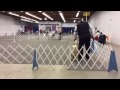 Obedience show Boise