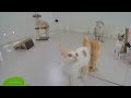 🐶 Cute and funny animals video compilation 😂 Funniest Catss 2024 🐈