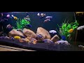 tumbuhan sintesis palsu ( 4K ) // afrikan fish // lake malawi // aquarium #fishtank