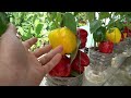 Grow Bell Peppers At Home Without A Garden And Harvest The Fruit All Year Round