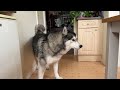 Husky STOMPS His Paws At The Lies I’m Telling!