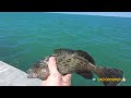 See if the SPANISH MACKEREL are HERE after the rain at Dunedin Causeway, Florida 🎣🏖️