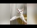 Top 10 Funniest Dog and Cat Videos That Will Make You Laugh