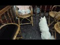 Dog tries to befriend 3 angry kittens 🐶🐱 कुत्ता और बिल्ली के बच्चे