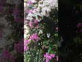 🔥♥️Beautiful nature 'flowers#youtube #music #shorts #viral#viral #nature #ytshorts #viralvideo #🌹🔥