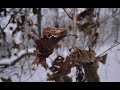 NYC Winter Storm - Prospect Park, Brooklyn, New York 4K