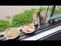 Baby squirrels' first reactions to nut butter and more