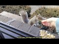 Trying to feed a wild squirrel from the palm of my hand for the first time