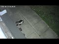 cat skunk showdown