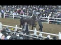 JW BLASTING BOOMER - Highest Selling Draft Horse