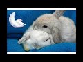Rabbits Music! Calm and Soothe your Rabbit with Soft Classical Music