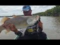 MANCING DI SARANG BARRAMUNDI.. Berkali-kali kakap putih besar menyambar pancing kulup kami