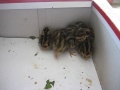 Baby quails (Video 4)