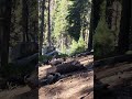 Tesla Cybertruck sighting in Sequoia National Park