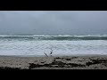 Tropical Storm ETA- Jupiter Beach, FL