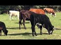Central Florida Cattle Eating Grass and Chillin’