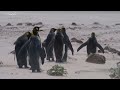 King Penguins in Falkland: ONCE IN A LIFETIME Expedition