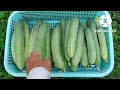 How To Grow Cucumber From Seeds To Harvest | Phan Đức #160