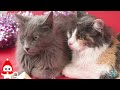Kiditor - Funny Cat😺 - Christmas cat 🎅- Funny Christmas Cats Video🎄🐈🐈🐈‍⬛Jingle Bells Songs-