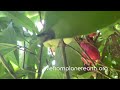 Otaheite Jamaican Apple Harvest livefromplanetearth.org