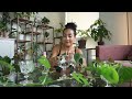 chop and prop my hanging plants with me! | pothos | monstera peru | mini monstera | heartleaf philo